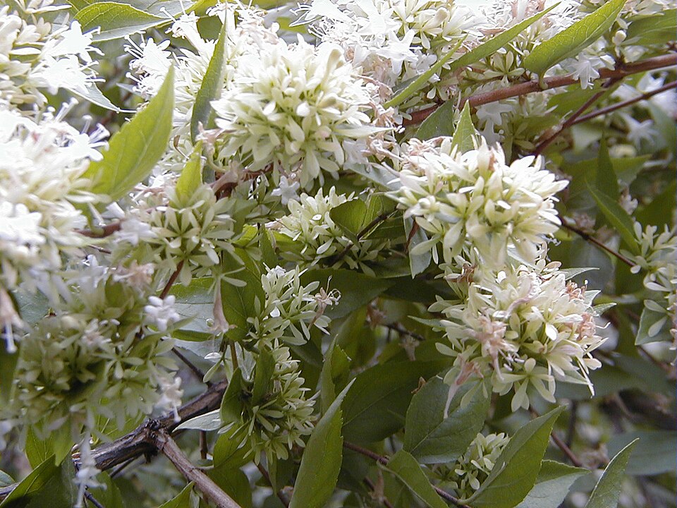 Abelia Canyon Creek botanical reference