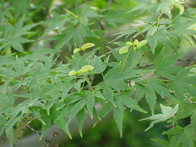Maple Japanese Bloodgood botanical reference