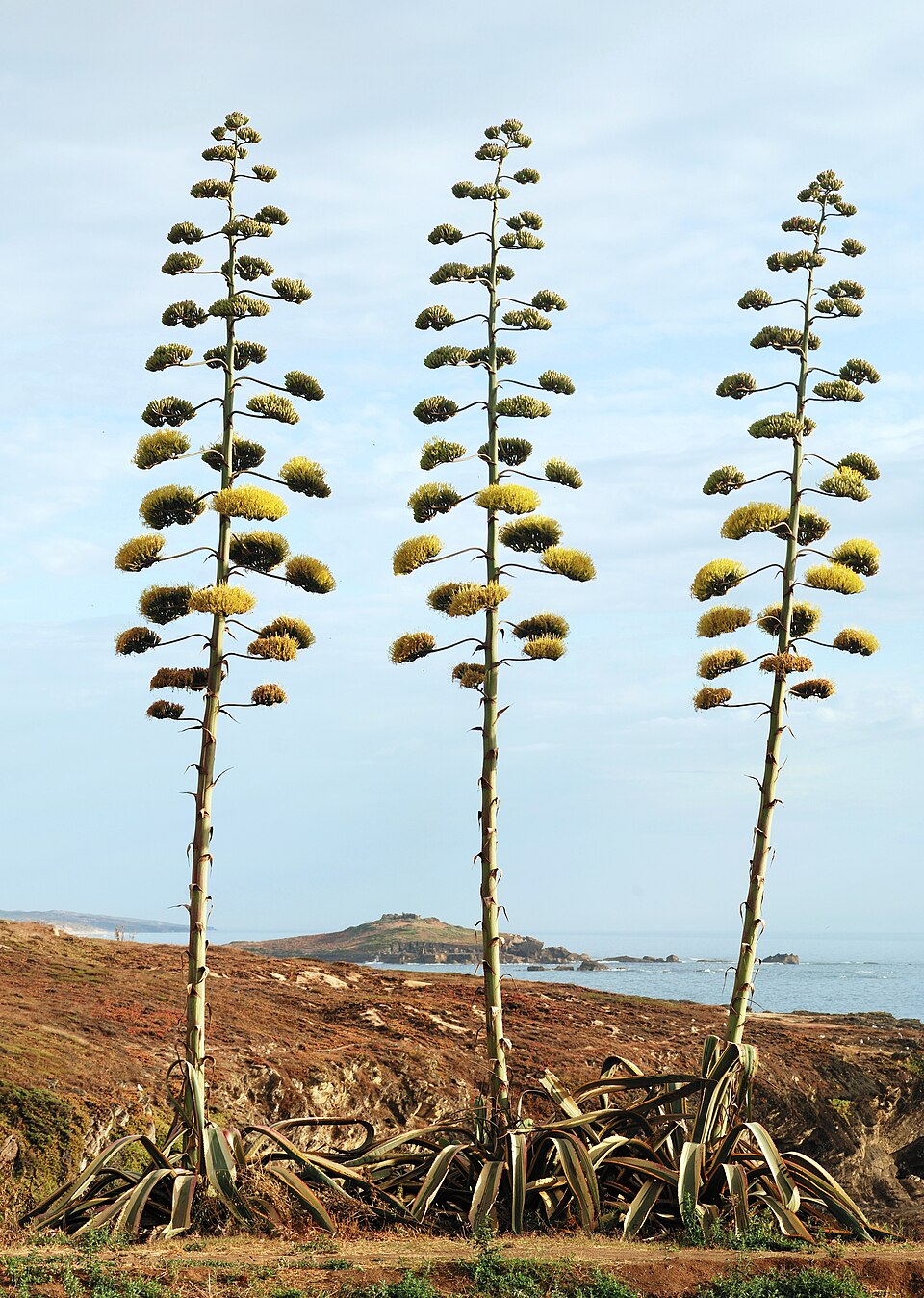 Agave Americana botanical reference