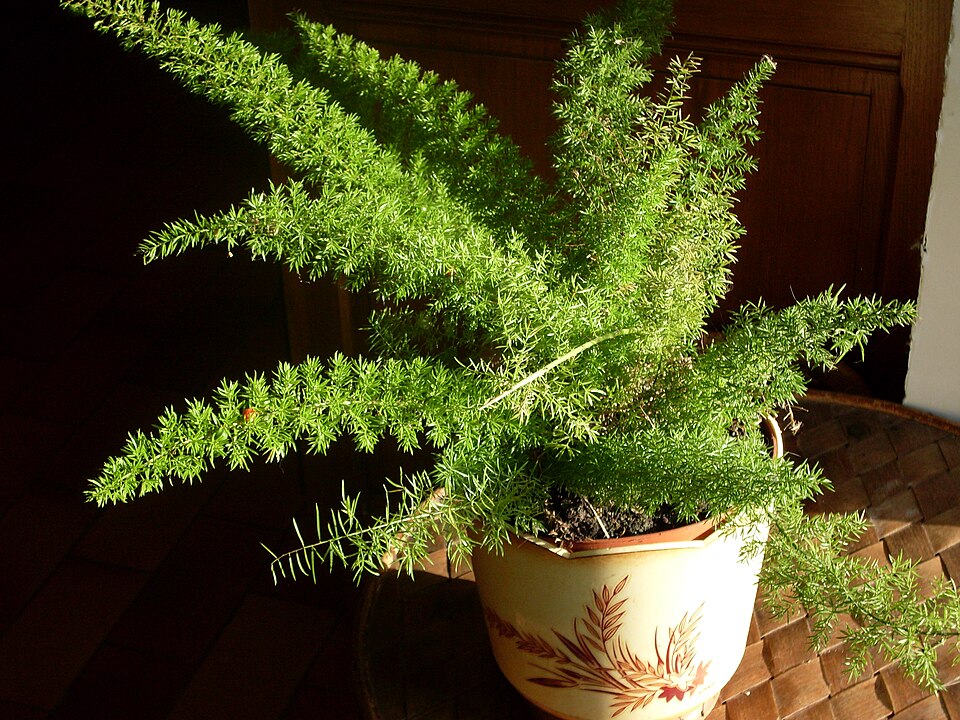 Fern Foxtail botanical reference