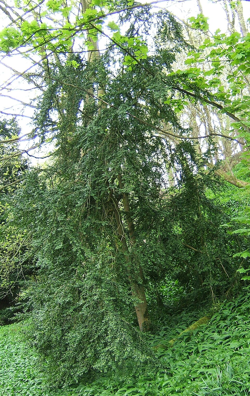 Boxwood Japanese botanical reference