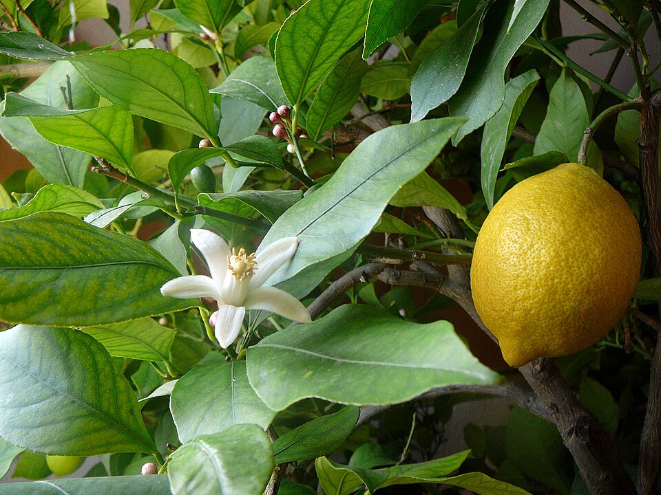 Citrus Lemon Meyer botanical reference