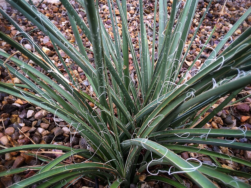 Yucca Red botanical reference