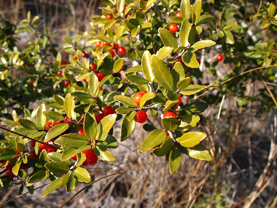 Holly Dwarf Yaupon botanical reference