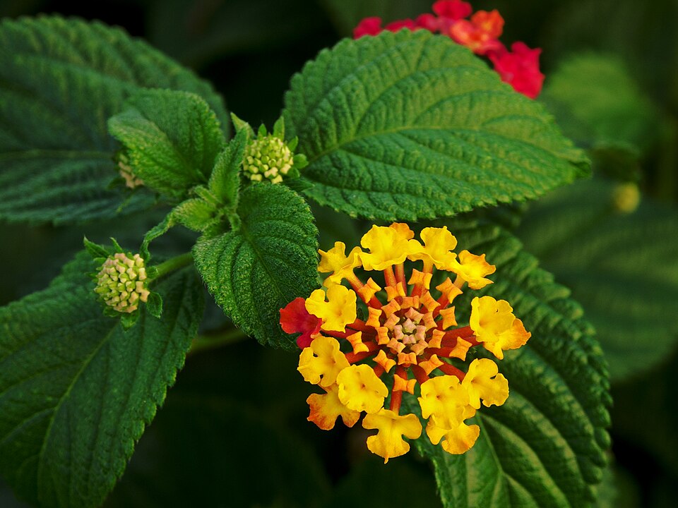 Lantana New Gold botanical reference