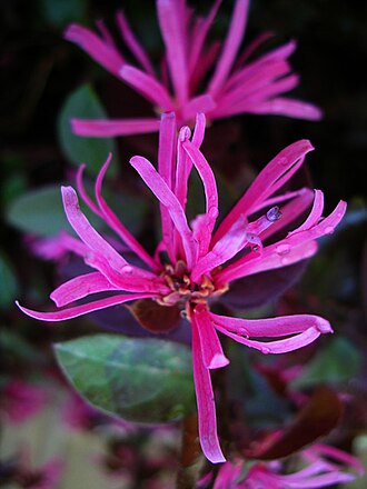 Loropetalum Purple Diamond botanical reference