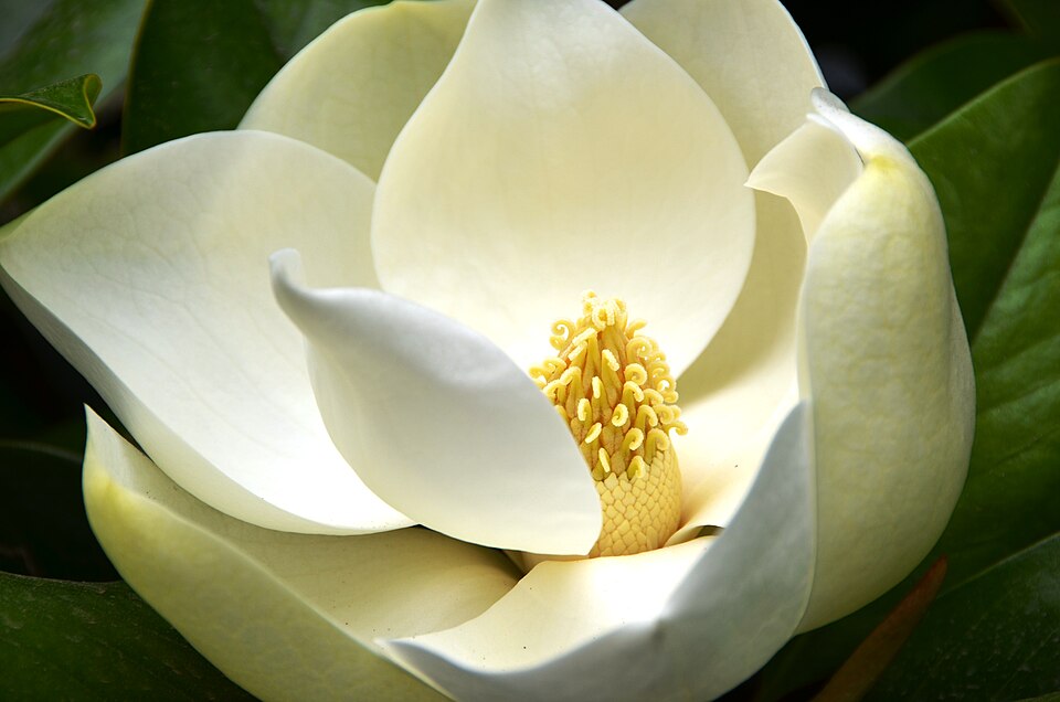 Magnolia Little Gem botanical reference