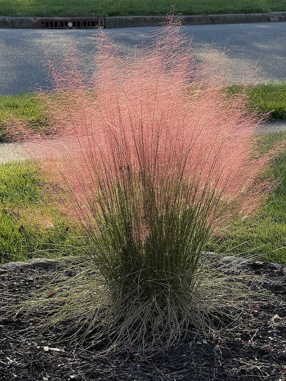 Muhly Pink botanical reference