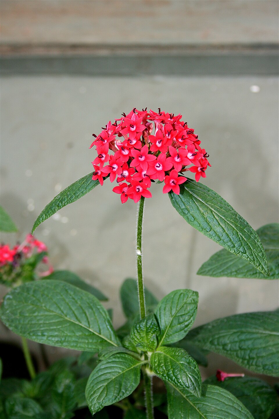 Pentas botanical reference