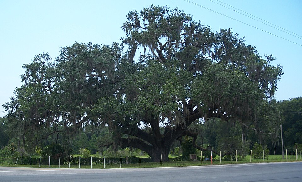 Oak Live botanical reference