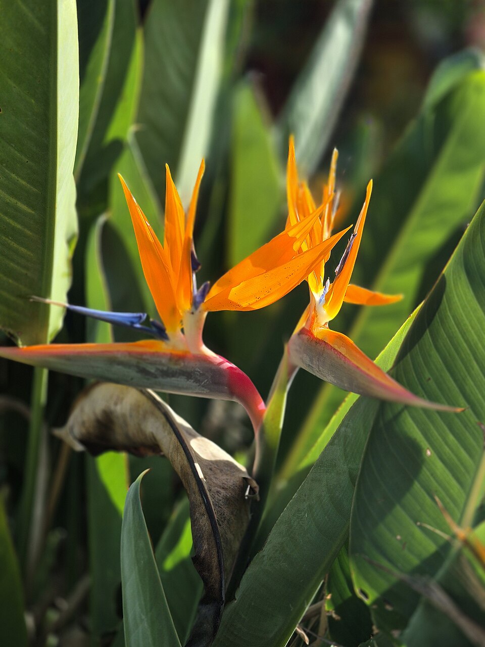 Bird Of Paradise Orange botanical reference