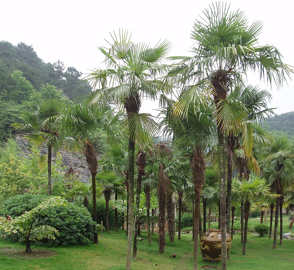 Palm Windmill botanical reference